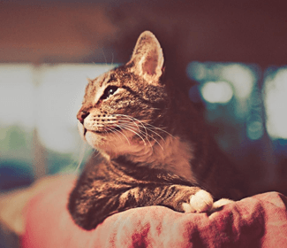 好一点的求职平台，找工作去哪个网站好一点